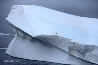 Hm...Maybe You Wanna Jump First?, Antarctica