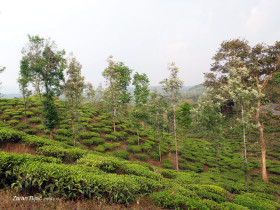 Tea Field, Kerala, India