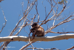 Always Sleepy Koala, Great Ocean Road, Victoria, Australia