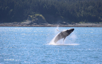 Golden Pirouette Performed By Huge Humpback Whale, Alaska, USA