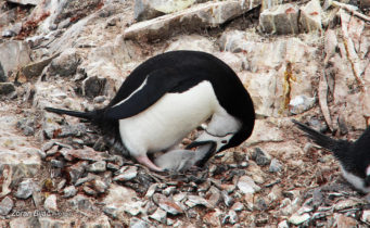 Chinstrap Penguin Feeds Hungry Cub, Antarctica