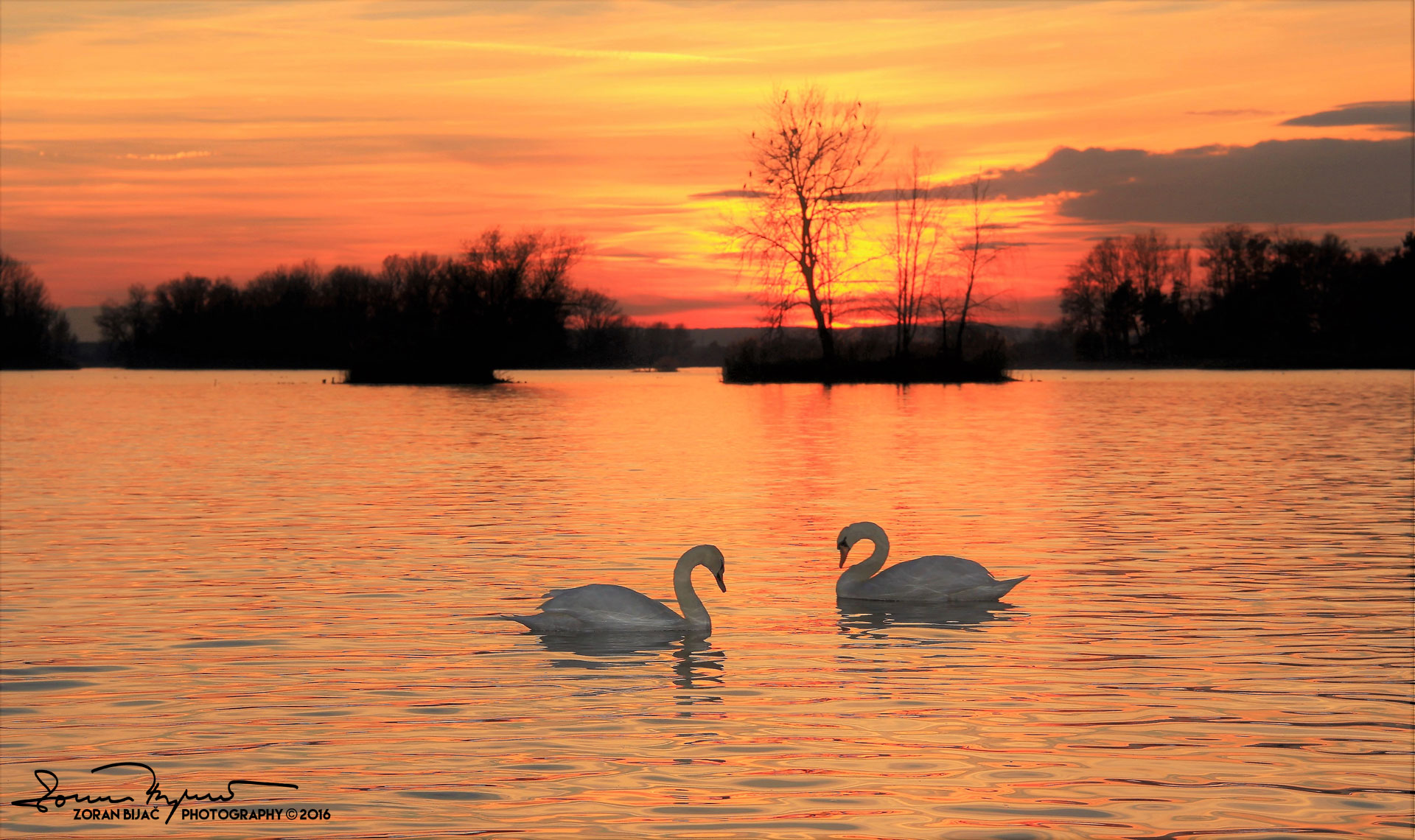 Image%20result%20for%20beautiful%20couple%20swan%20in%20autumn%20lake