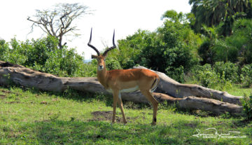 Horns of Africa, Serengeti, Tanzania