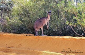 Fearless Kangaroo, Western Australia 