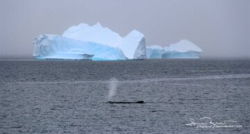 Giants, Whale and Iceberg, Antarctica 