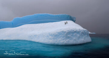 Philosophers, Penguins on Iceberg, Antarctica 