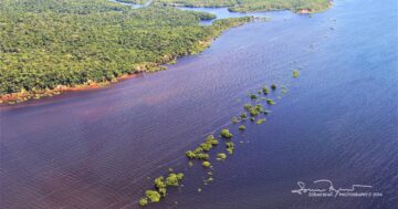 Submerge Trees in River Amazona, Brazil 