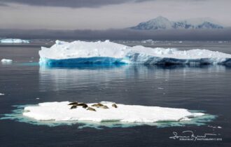 What a Beautiful and Sunny Day, Crabeater Seals Relaxing, Antarctica